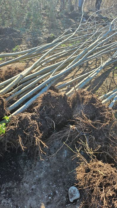 Tei  mirositor Tilia stratificat pepiniera proprie