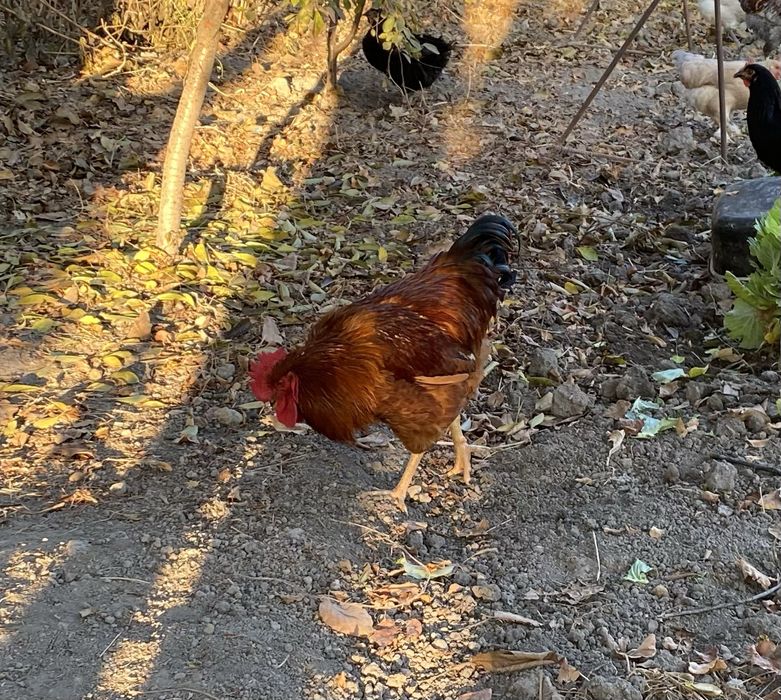 Петухи корейской породы