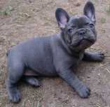 Bulldog francez blue mini