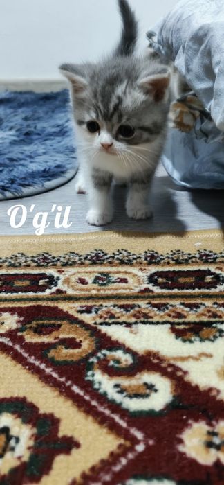 Shatlanisky okras serebrisctiy shinshila heyland bollari