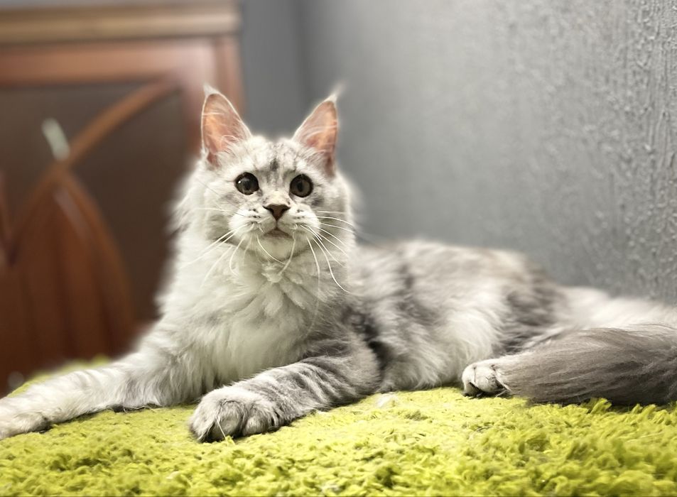 Pisica maine coon