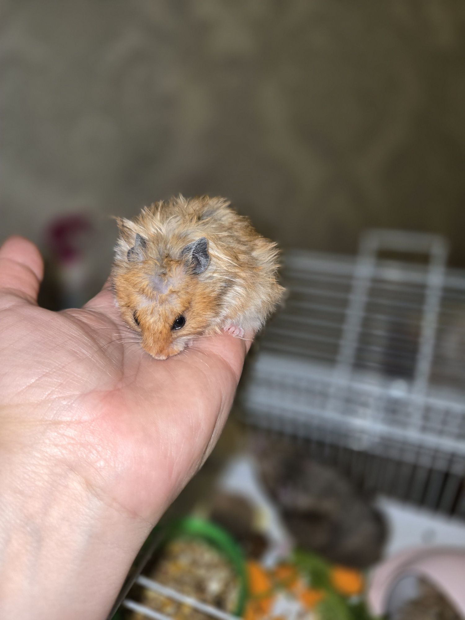 Продаётся сирийские хомяки