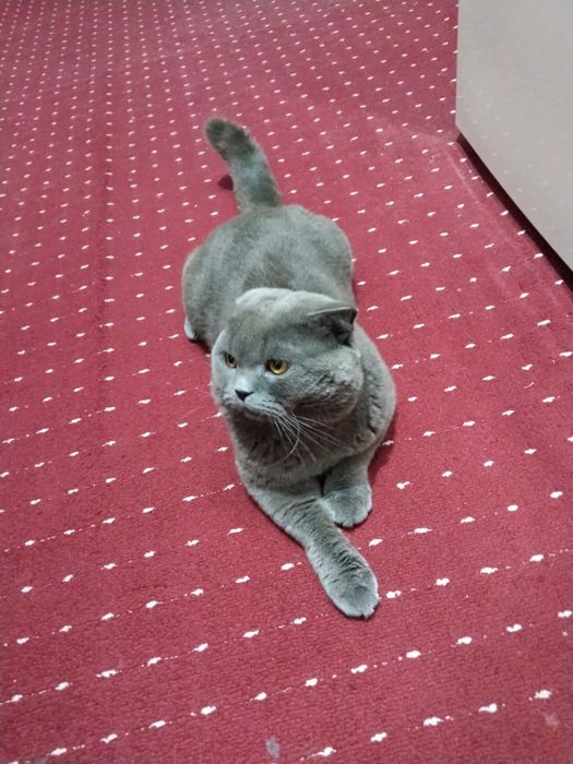 Scotish Fold mushuk