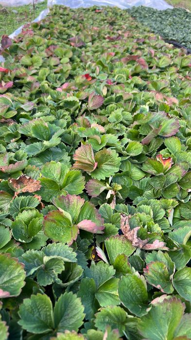 Разсад ягоди “Малинг Виталити”