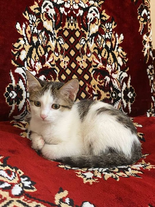 Кошка отдам в хорошие руки