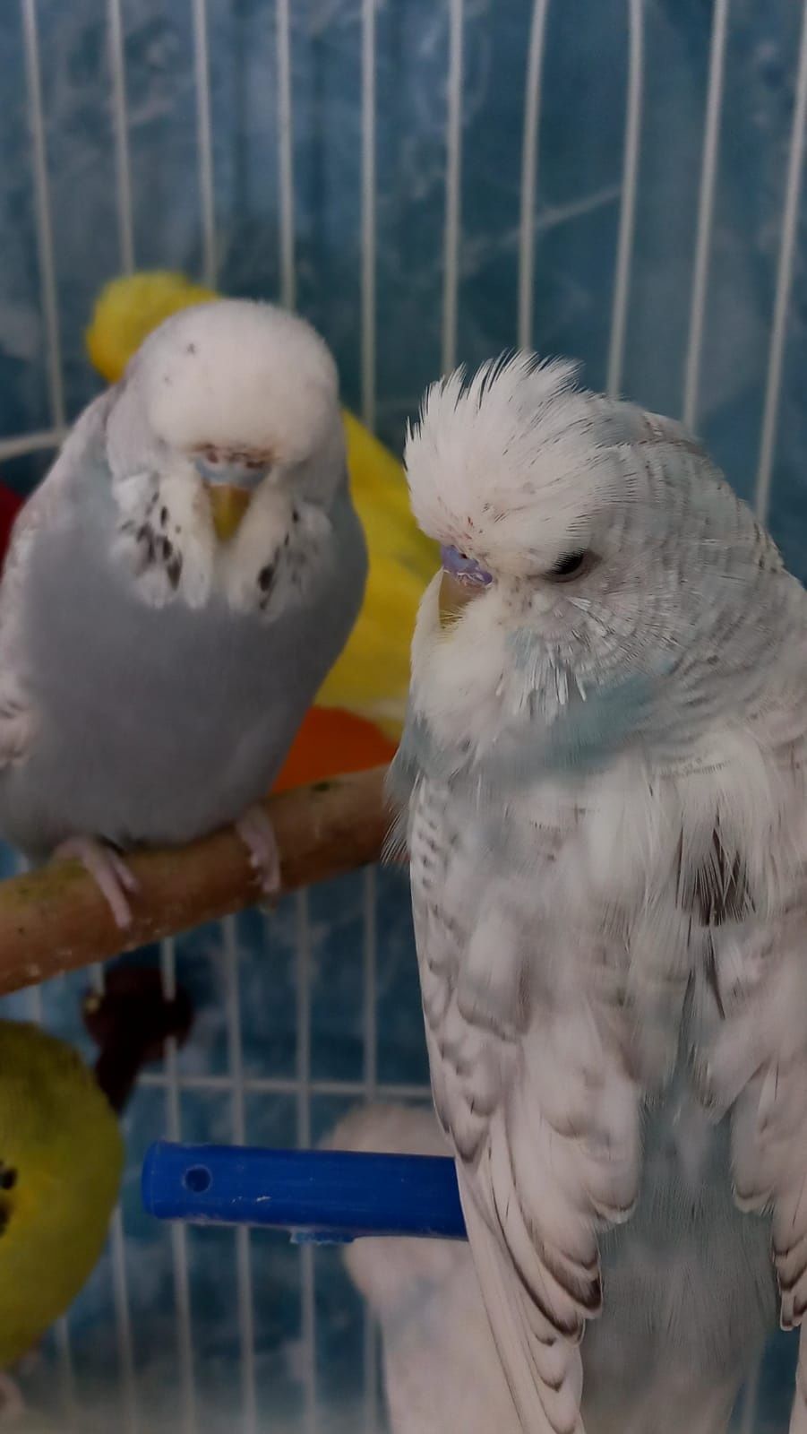 Выставочные волнистые попугаи -чехи