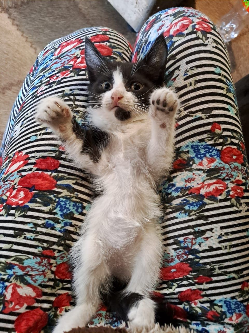 Отдаю котенка Девочку