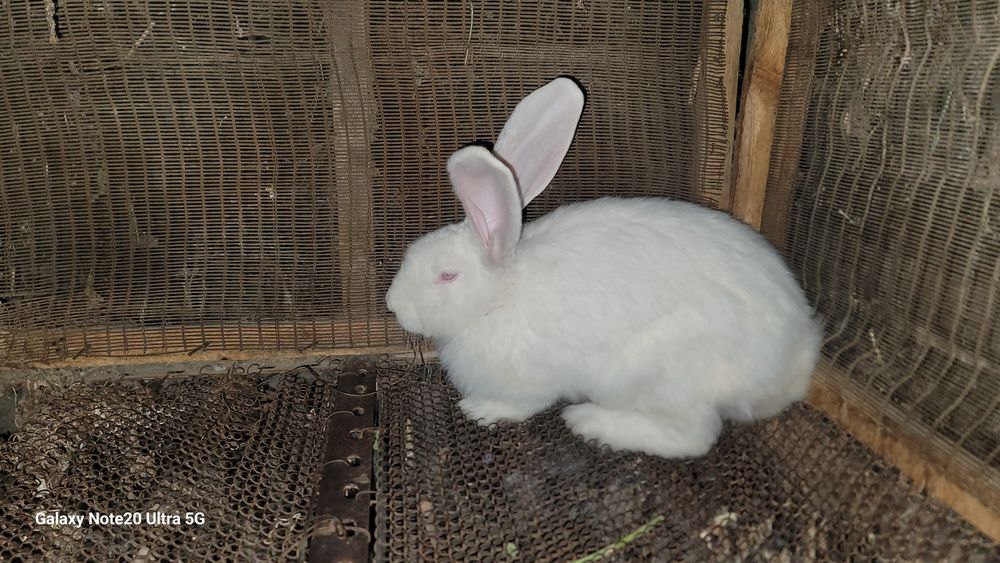 Russkiy velikan sames sotiladi!