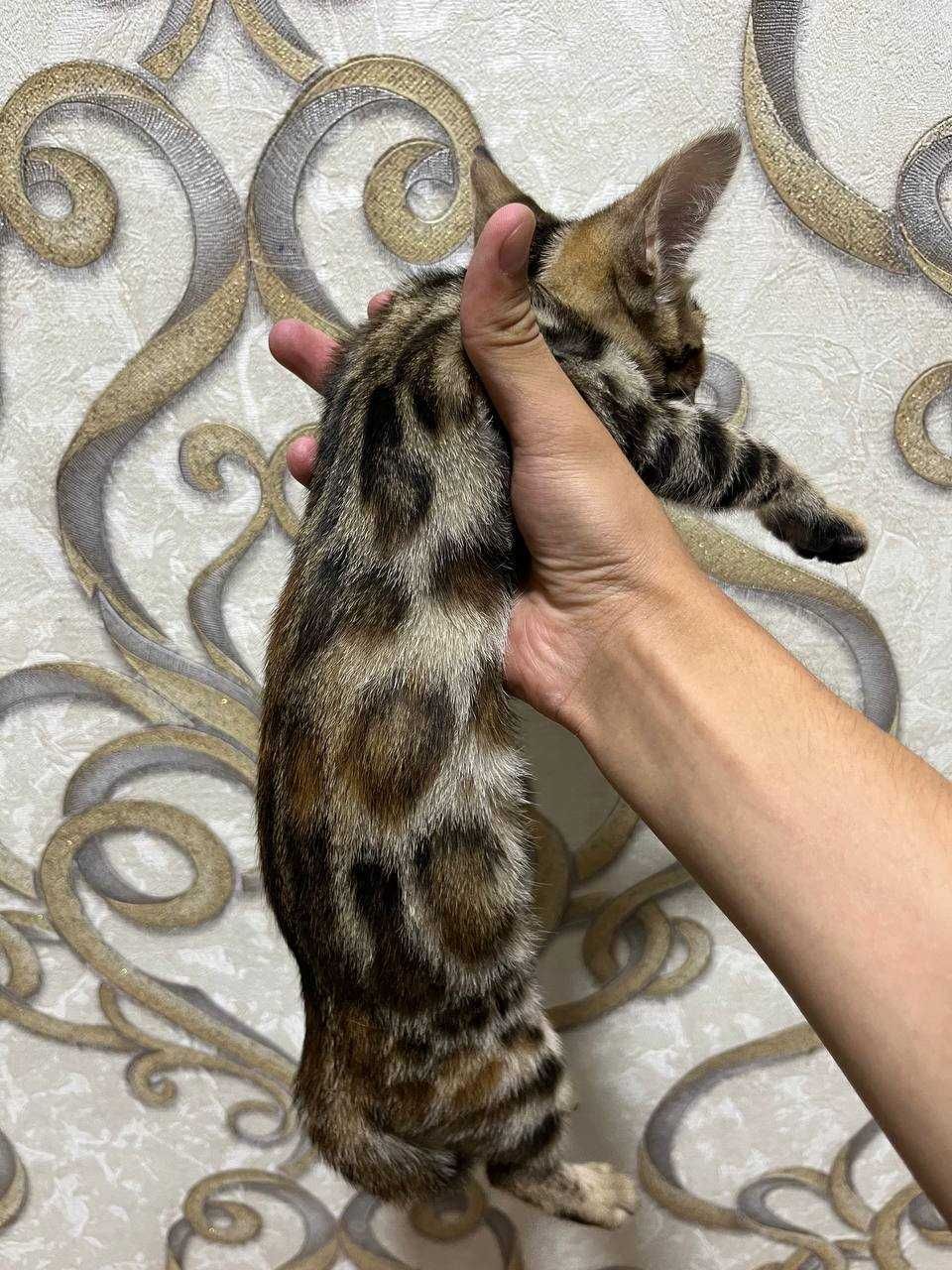 bengal mushukcha