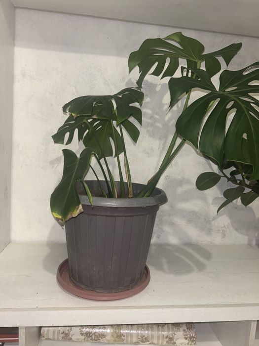 Продам монстеру большую