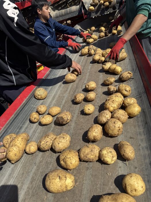 Картофель с Павлодара