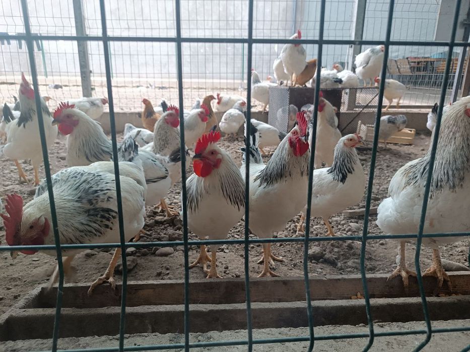 Продам курей Адлерская