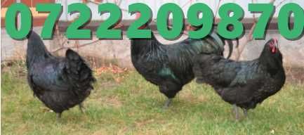 oua pentru incubat rasa australorp /oua australorp / pui australorp