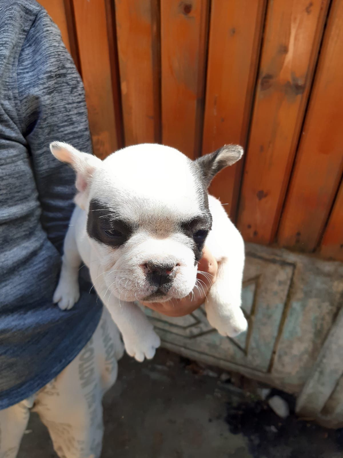 Vindem cățeii  bulldog francez