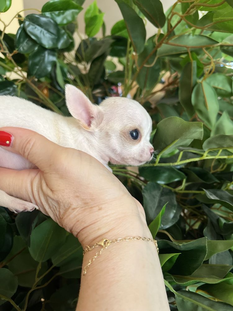 Chihuahua băiețel