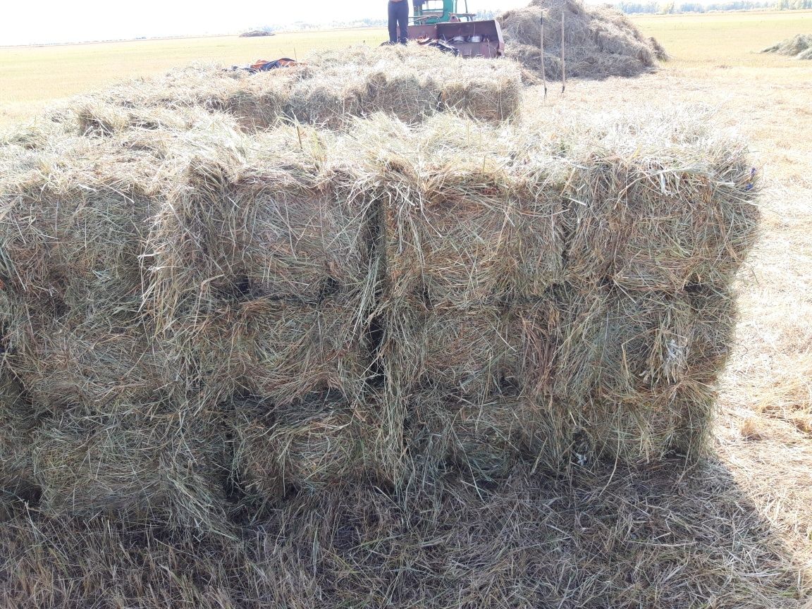 Продам сено в тюках луговое свежего покоса