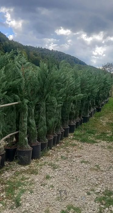 Plante ornamentale asiguram transport în toată tara
