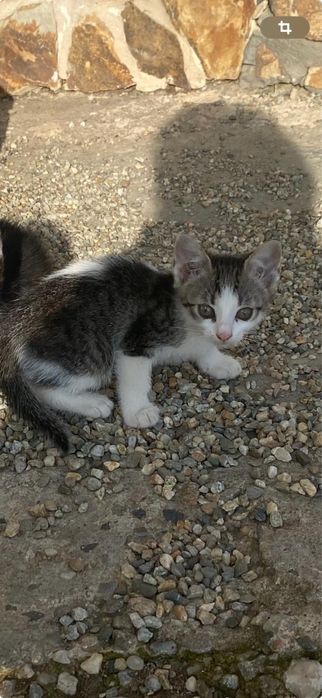 Se Doneaza 5 Pisicuti cu Varsta de 2 Luni