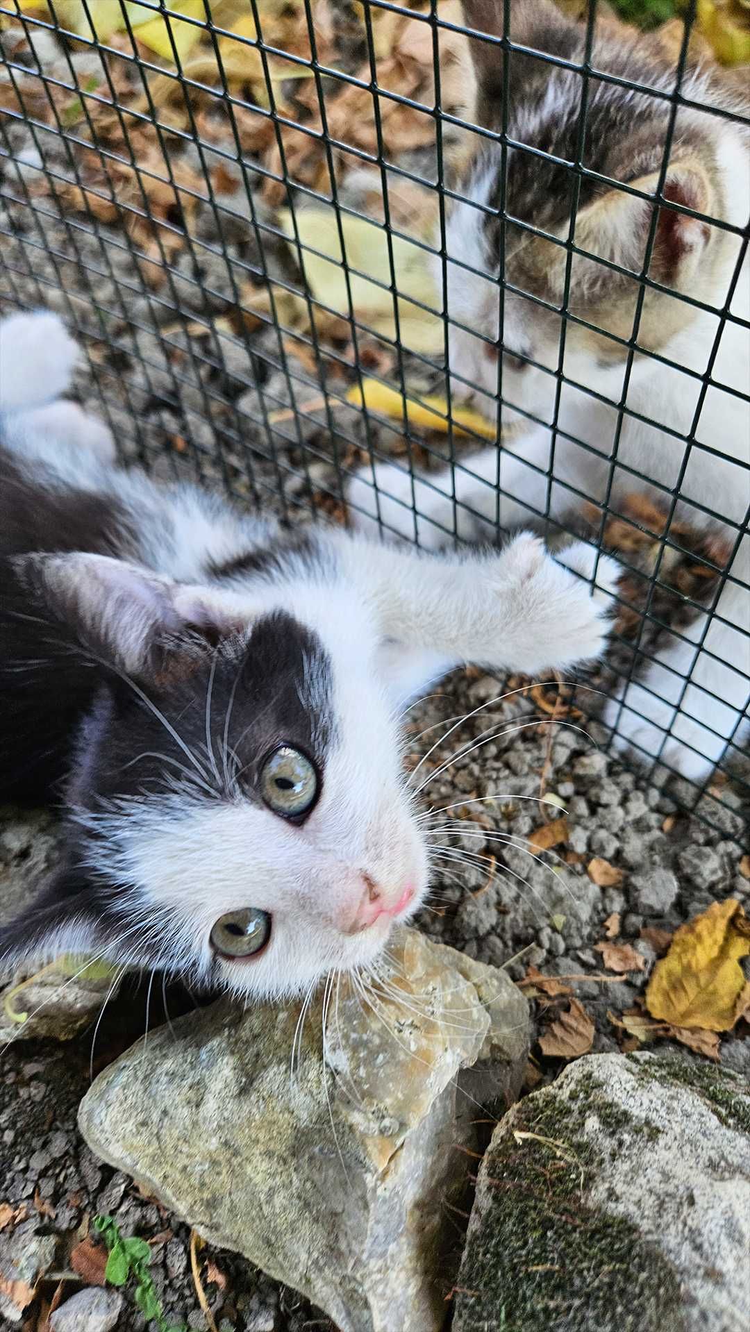 Подарявам котенца