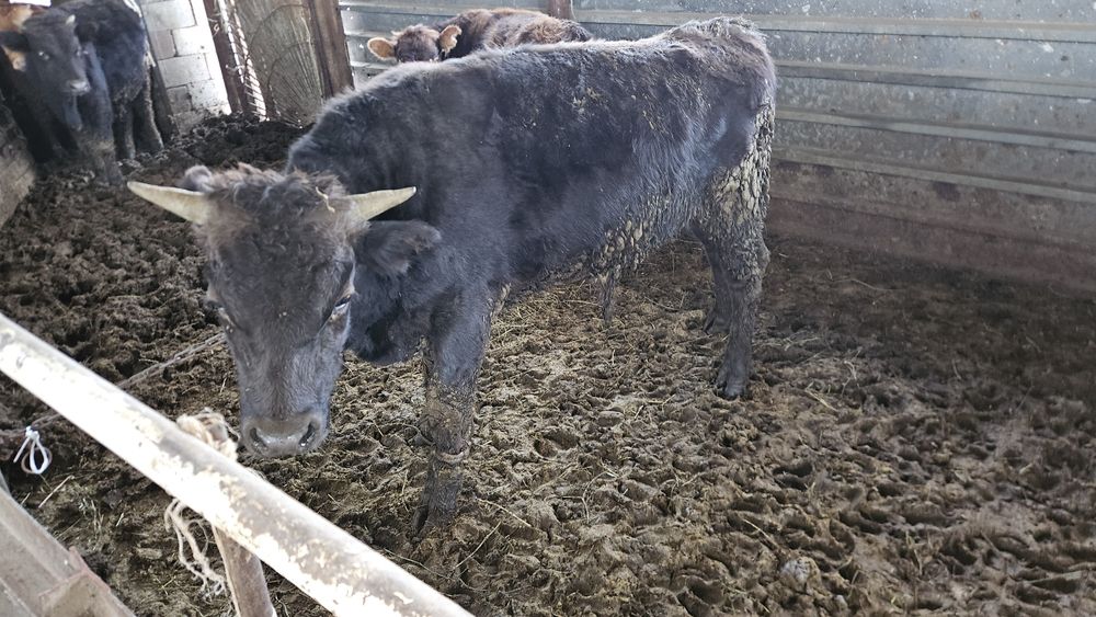 Продам бычка. 1.5 годовалый