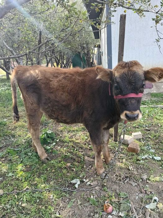 Продам корову дойную