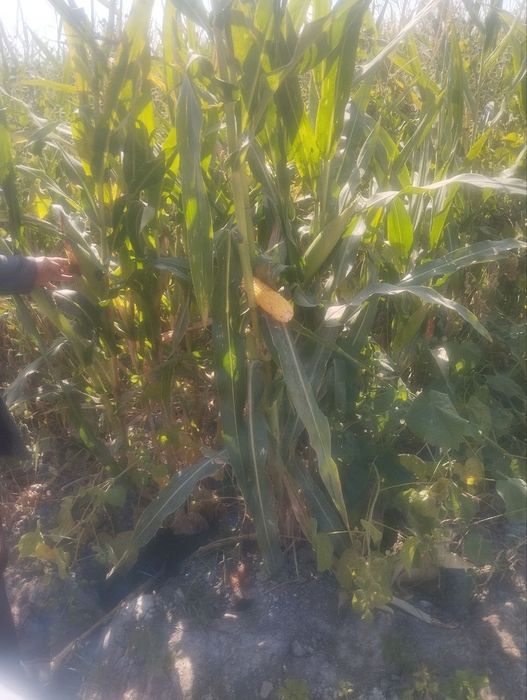 Selos silos sotiladi