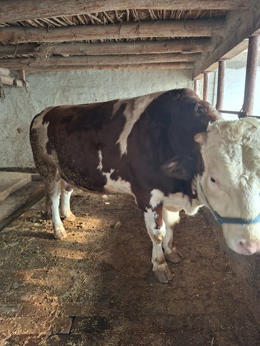 Bitta buqa bitta hunajin sotiladi semental