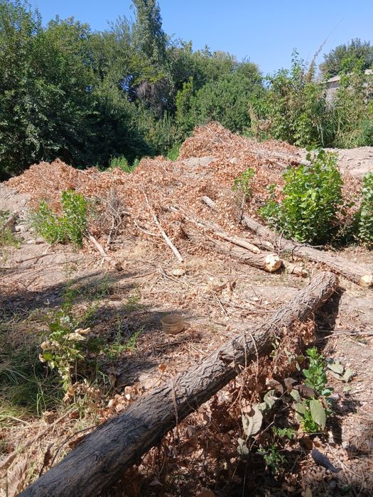 Терекла бор сотилади. Келиштириб берворамиза срочно.  Манзил Янгийул