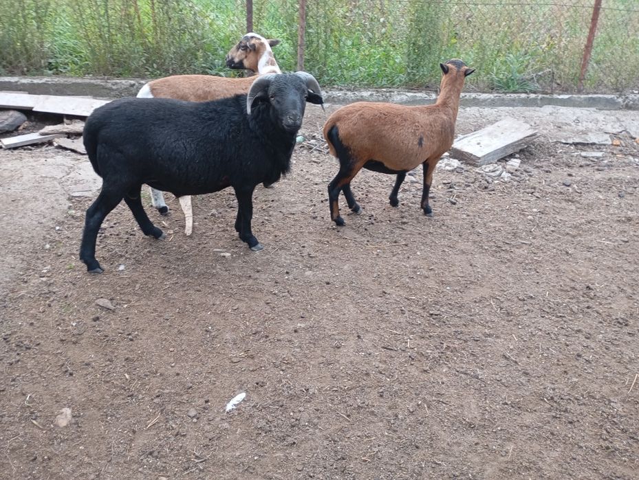 Vând o pereche oi de Camerun