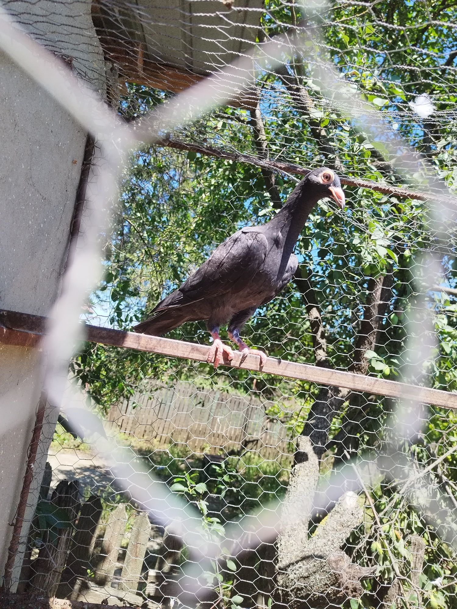 Porumbei carieri