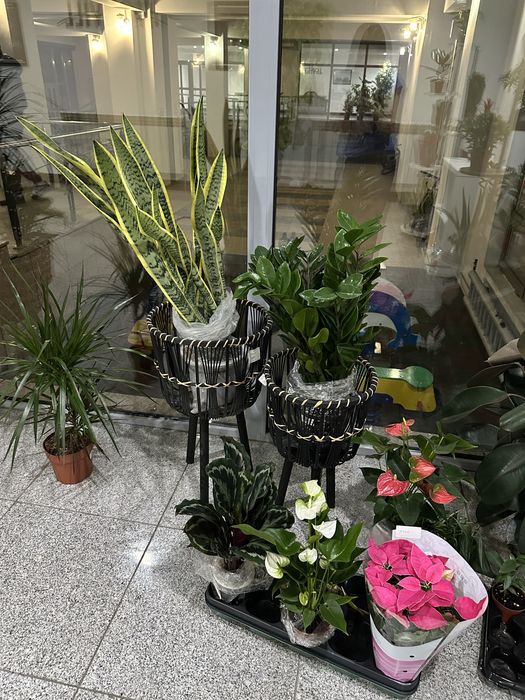 Тещин язык щучий хвост сансевиерия растение цветок гул в офис в дом