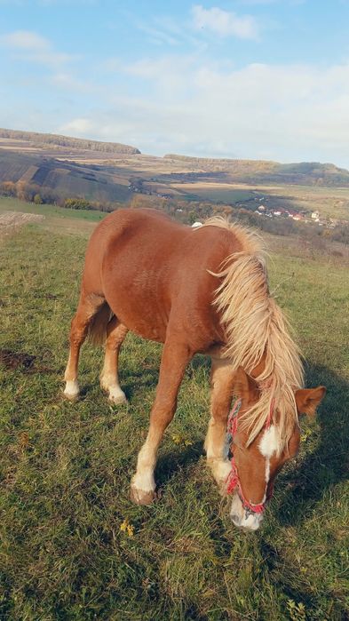 Vand manz de un an humane