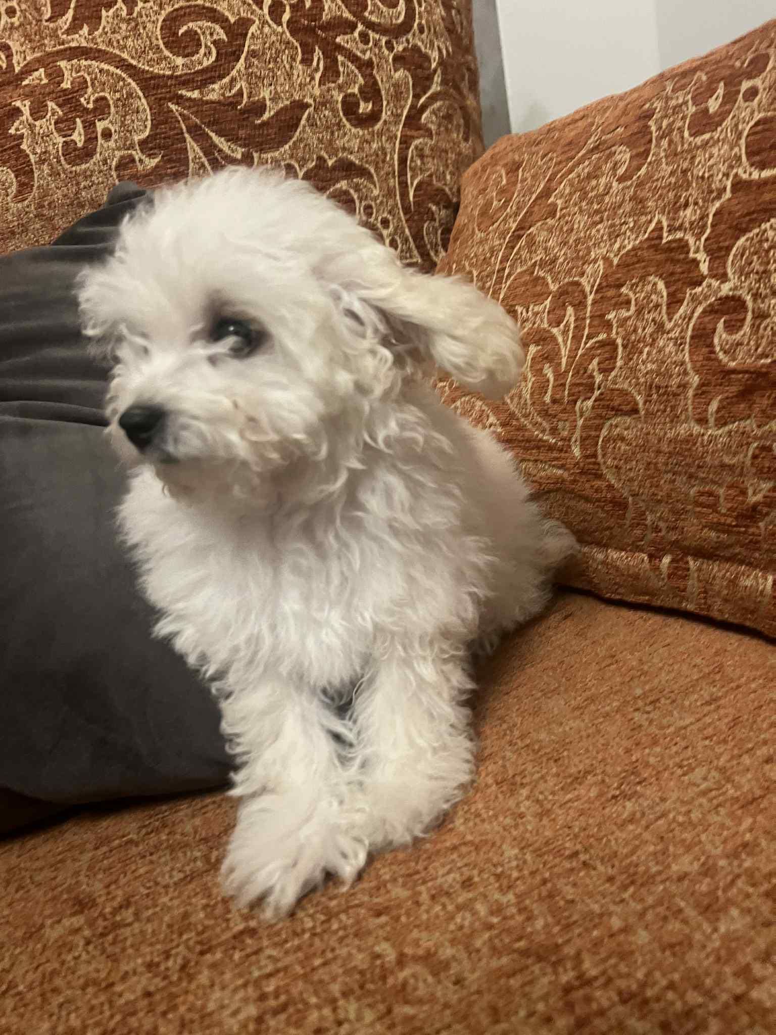 Toy Poodle ( Пудел Той )
