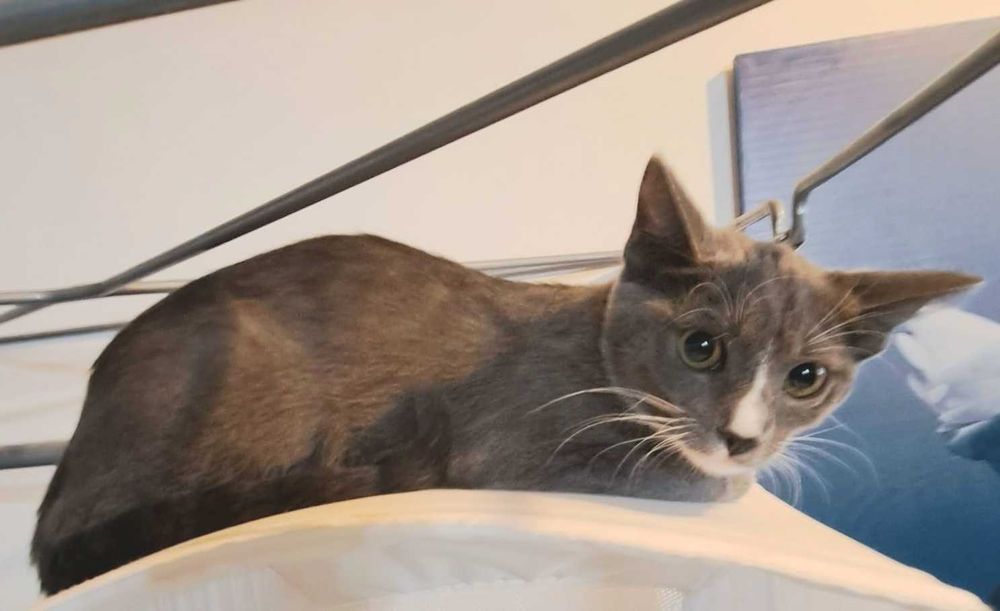 Adoptie pisica gri castrata Simona
