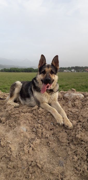 Восточно-европейская овчарка кобель