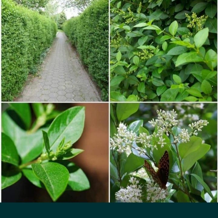 Gard viu ligustrum vulgare (lemn cainesc)