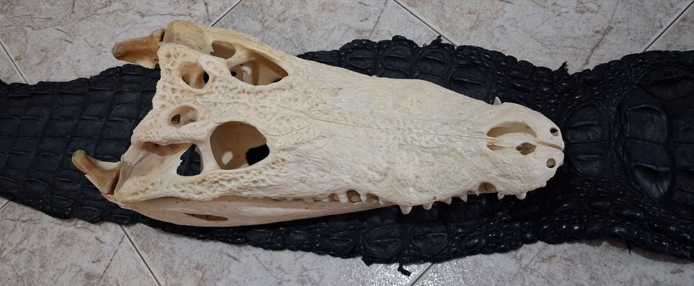 Челюст от Крокодил и Крокодилска кожа