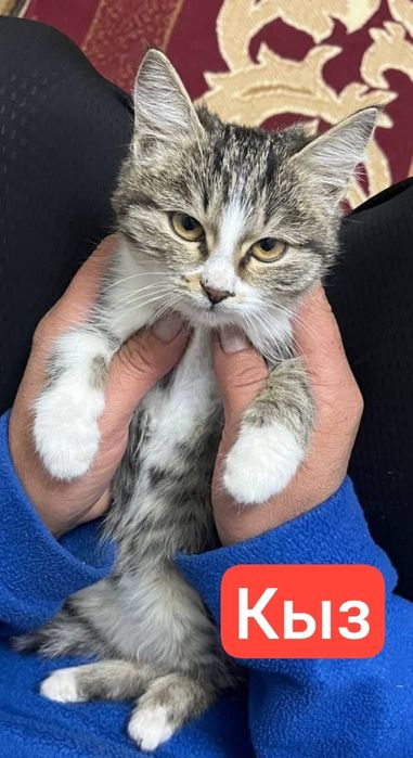 Отдам даром котят