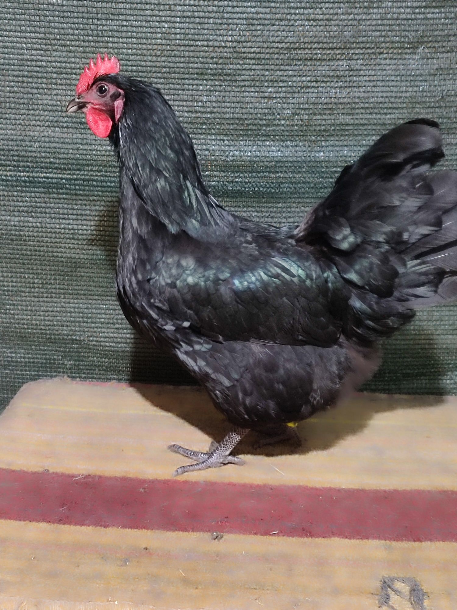 Australorp ouă incubat