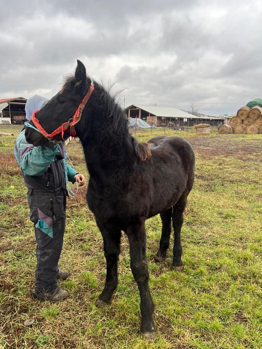 Mânz frizian de 6 luni
