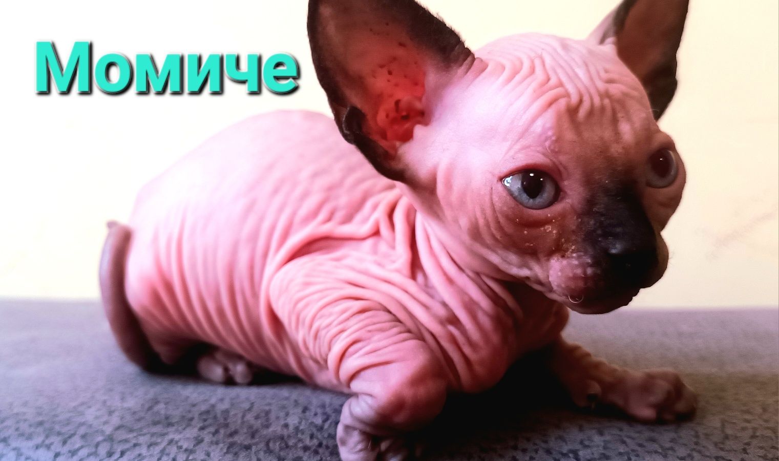 Канадски сфинкс, момиче