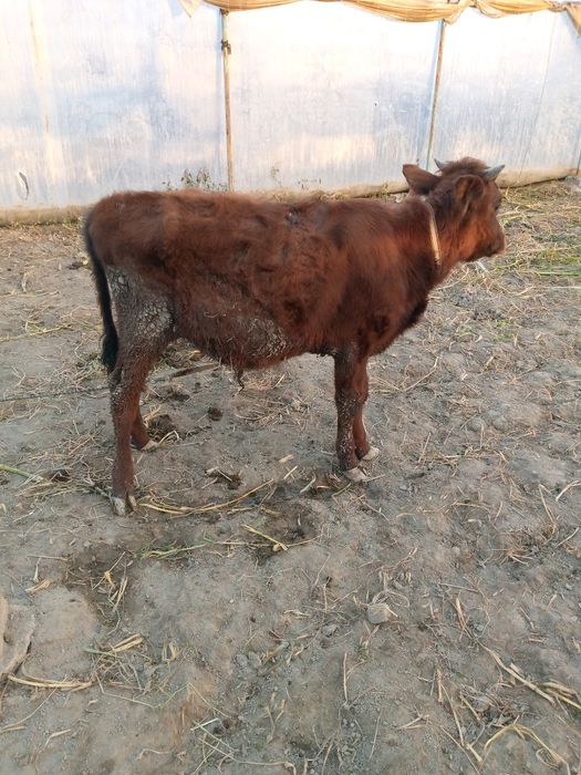 Букачалар сотилади , уйни моли