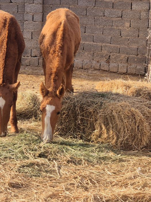 Данчак тай сатылады жуас еркек апитет зор