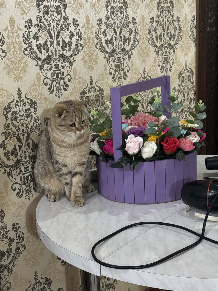Вязка. Кот шотландский вислоухий