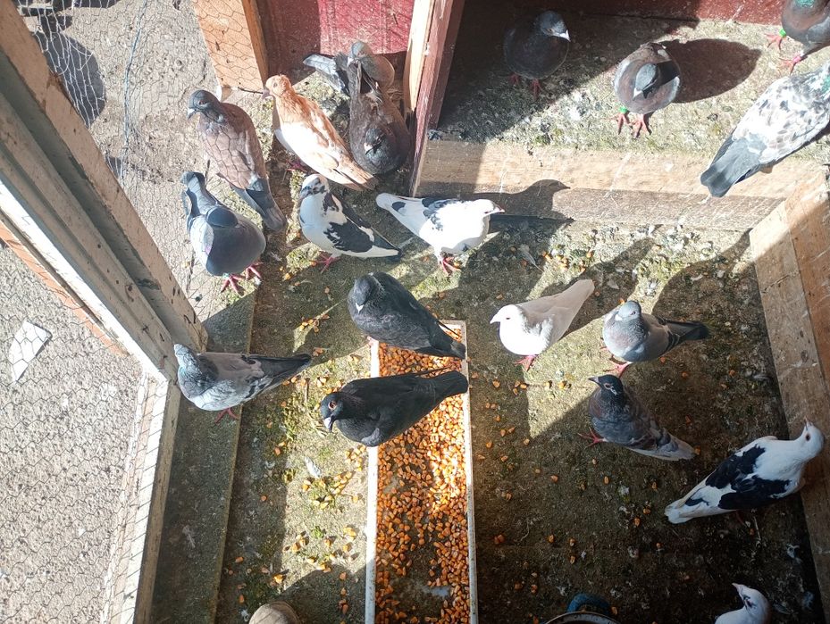 De vânzare porumbei voiajori