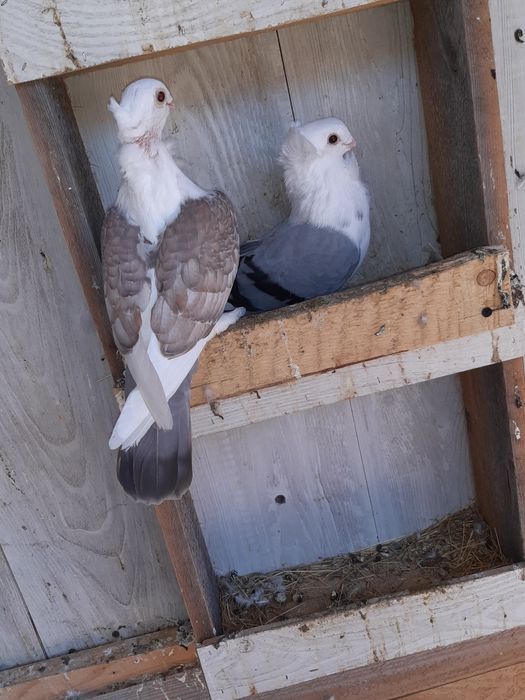 Vand o perechi de satineți  și un mascul de anul asta posta