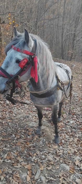 Vând armăsar de 4 ani