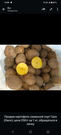Продам картофель осталось 50 кг