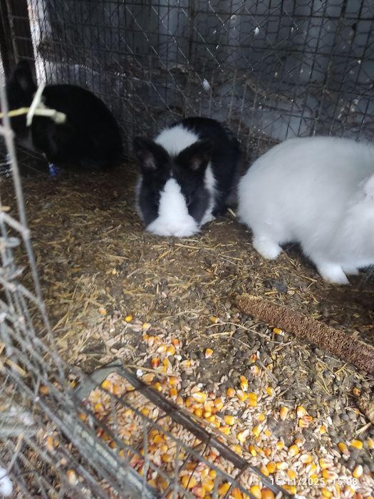 De vânzare iepuraș