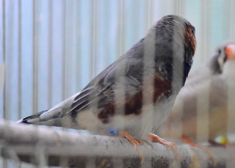 продавам зеброви амадини джъмбо, различни мутации